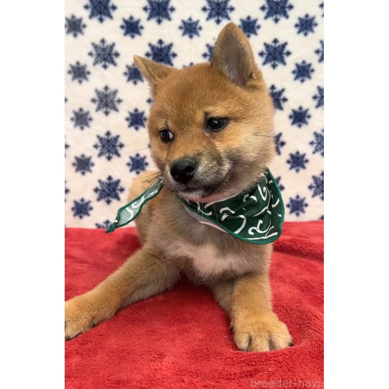 販売中の茨城県の豆柴-446068の4枚目