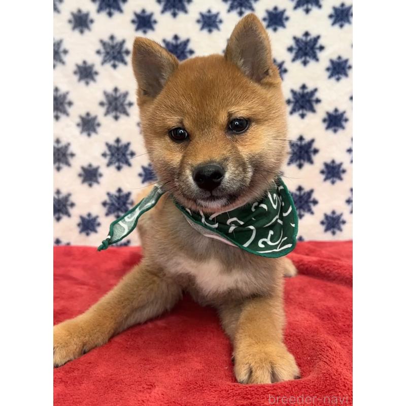 販売中の茨城県の豆柴-446068の3枚目