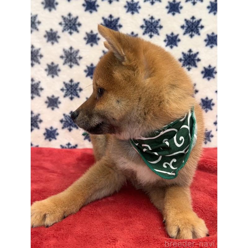 販売中の茨城県の豆柴-446068の2枚目