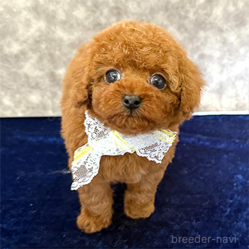 販売中の大阪府のタイニープードル-453630