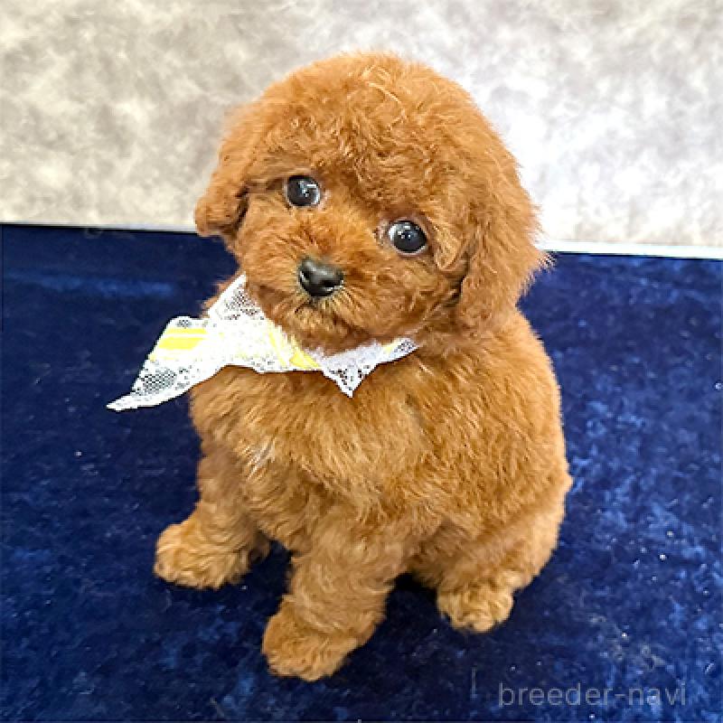 販売中の大阪府のタイニープードル-453630の4枚目