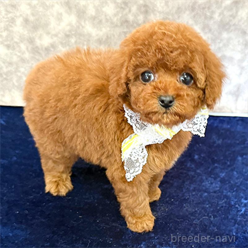 販売中の大阪府のタイニープードル-453630の3枚目