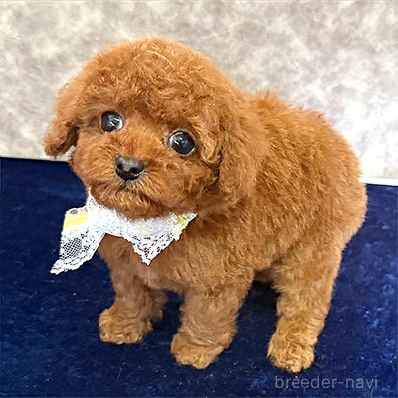 販売中の大阪府のタイニープードル-453630の2枚目