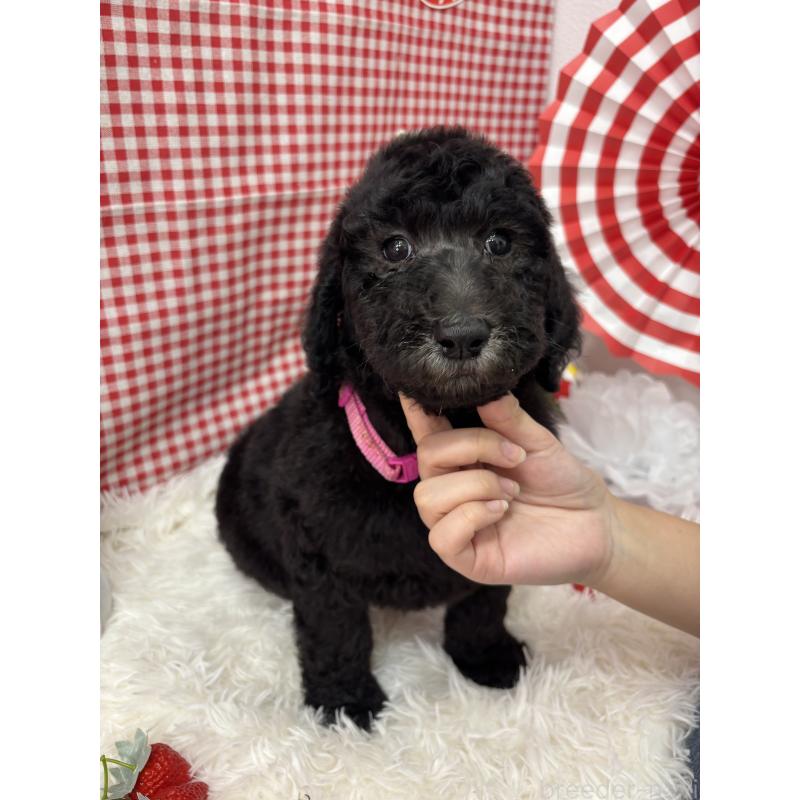 販売中の千葉県のスタンダードプードル-449156の4枚目