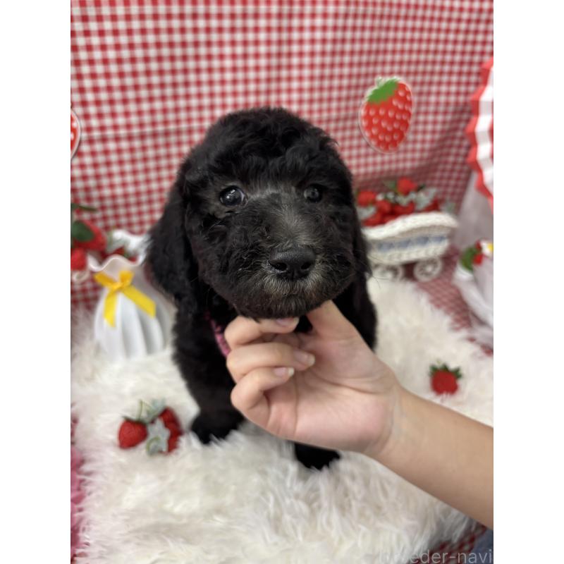 販売中の千葉県のスタンダードプードル-449156の3枚目