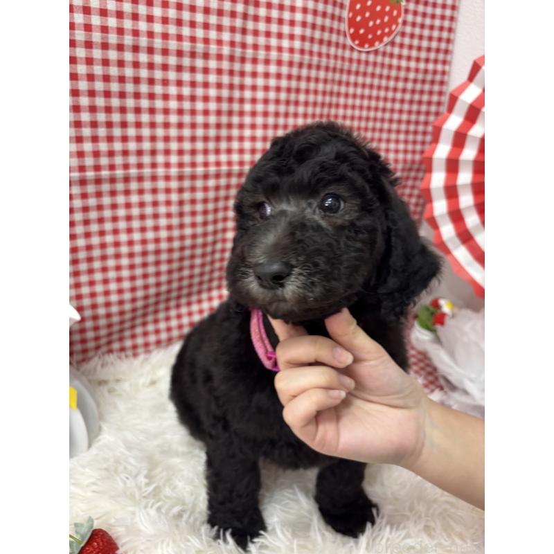 販売中の千葉県のスタンダードプードル-449156の2枚目