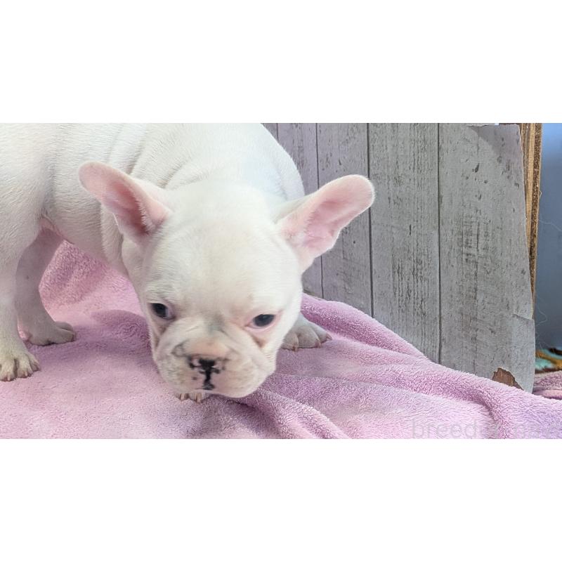 販売中の熊本県のフレンチブルドッグ-445162の4枚目