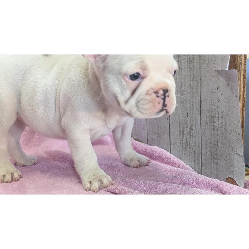 販売中の熊本県のフレンチブルドッグ-445162の3枚目