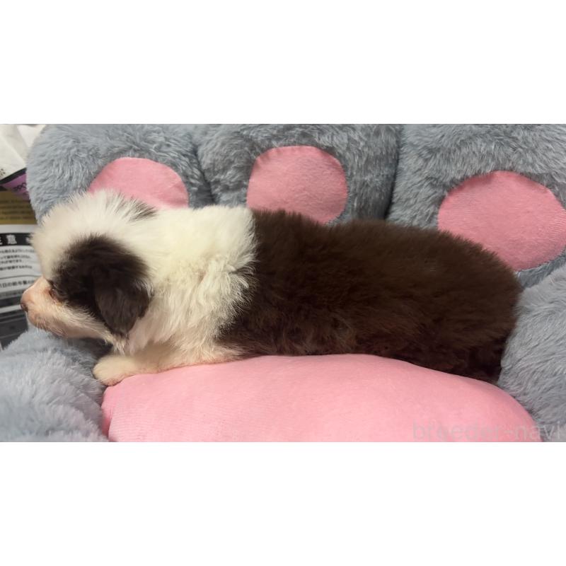 販売中の茨城県のボーダーコリー-453632の3枚目