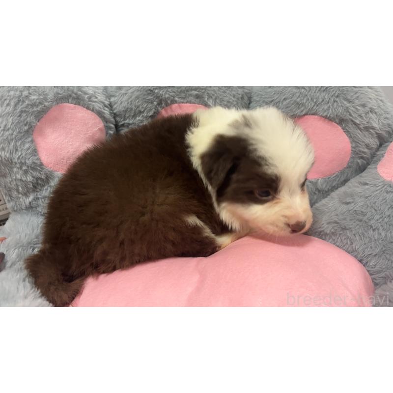 販売中の茨城県のボーダーコリー-453632の2枚目