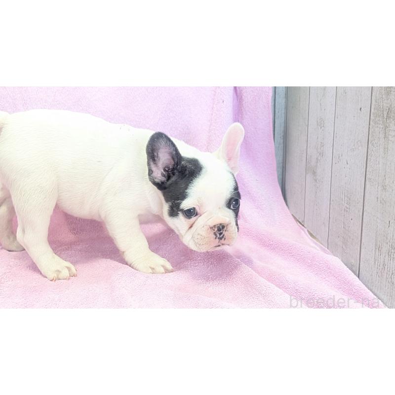 販売中の熊本県のフレンチブルドッグ-445160の8枚目