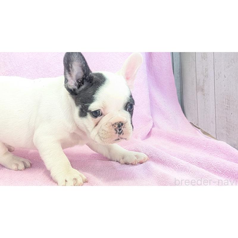 販売中の熊本県のフレンチブルドッグ-445160の7枚目