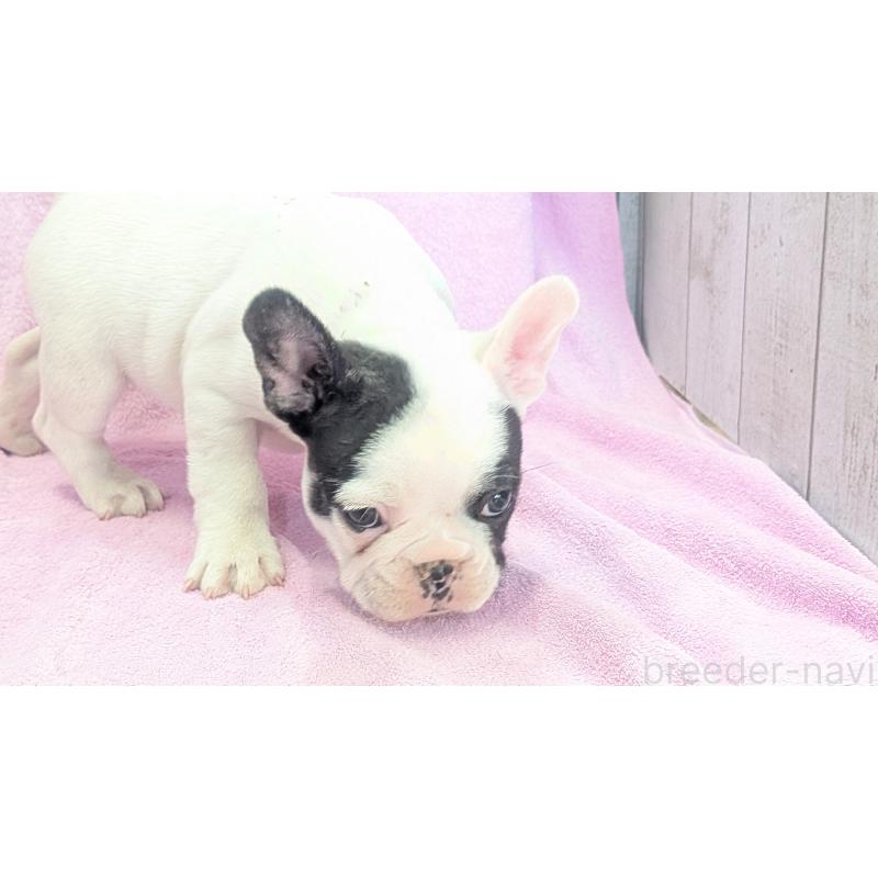 販売中の熊本県のフレンチブルドッグ-445160の6枚目