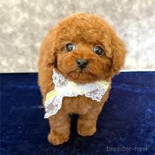 オンライン見学