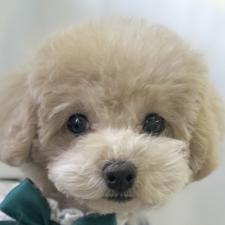 ♀︎タイニープードル