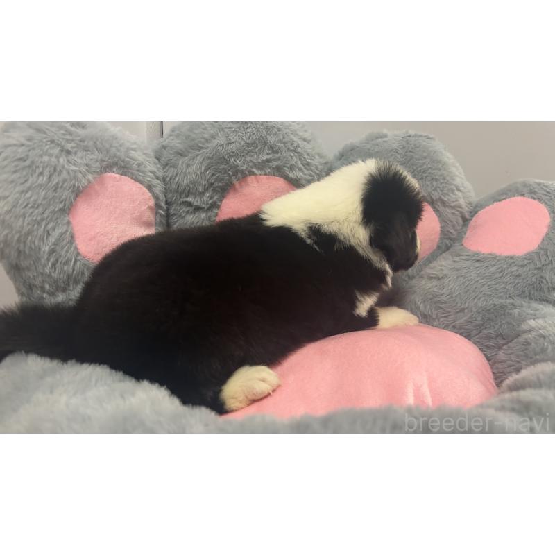 販売中の茨城県のボーダーコリー-453633の4枚目