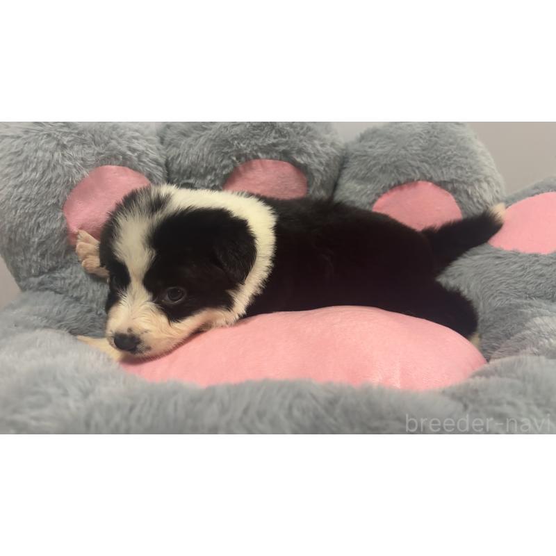 販売中の茨城県のボーダーコリー-453633の3枚目