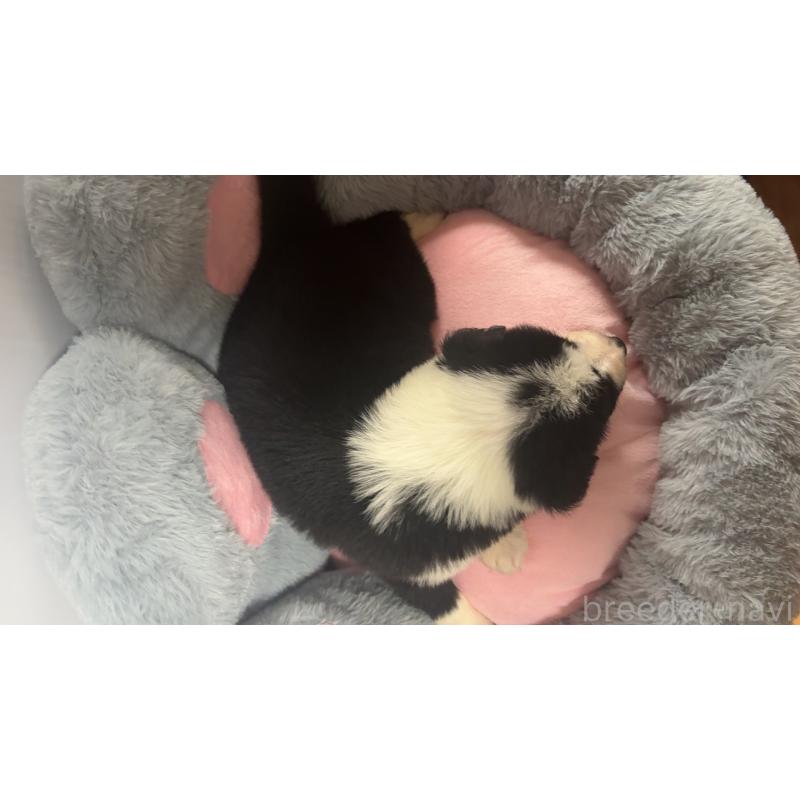 販売中の茨城県のボーダーコリー-453633の2枚目