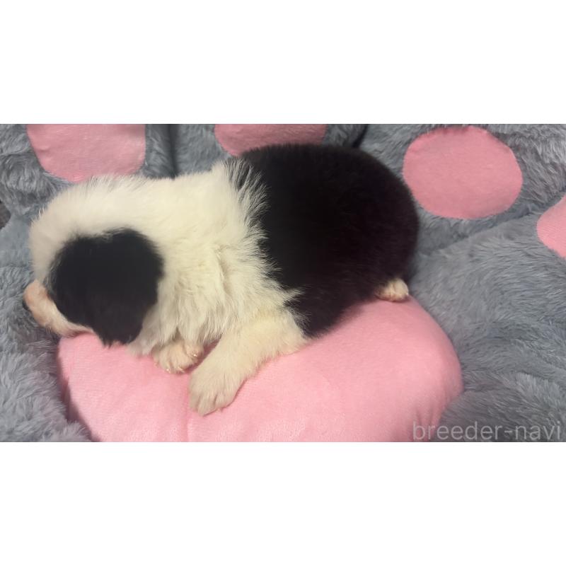 販売中の茨城県のボーダーコリー-453635の4枚目