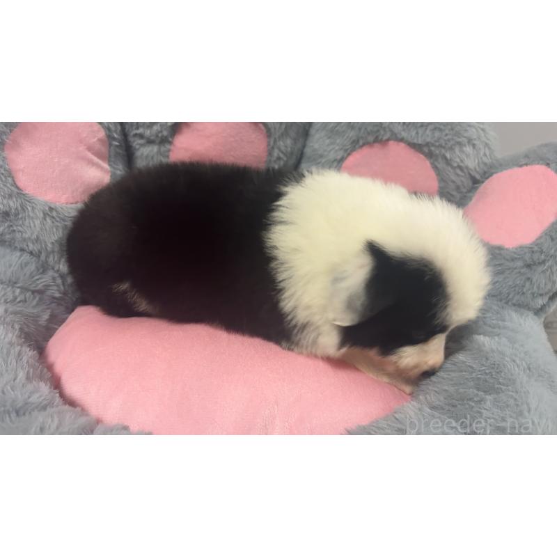 販売中の茨城県のボーダーコリー-453635の3枚目