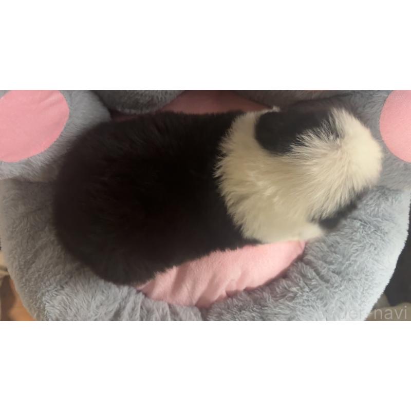 販売中の茨城県のボーダーコリー-453635の2枚目