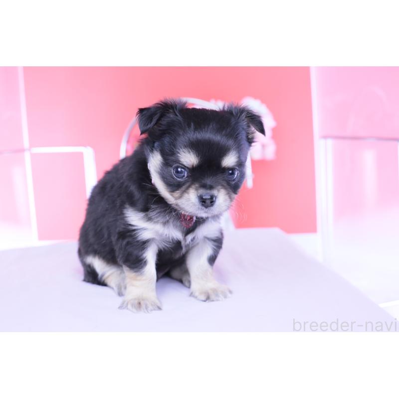 販売中の愛知県のチワワ(ロングコート)-453638の11枚目