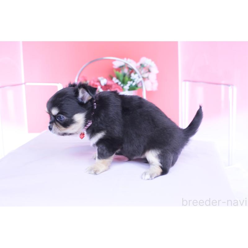 販売中の愛知県のチワワ(ロングコート)-453638の2枚目