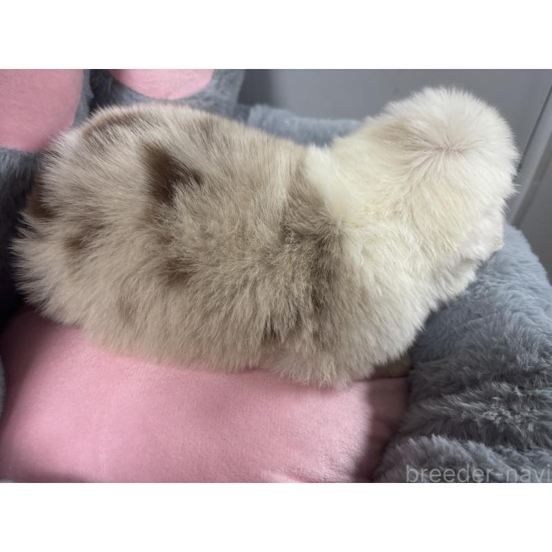 販売中の茨城県のボーダーコリー-453640の4枚目