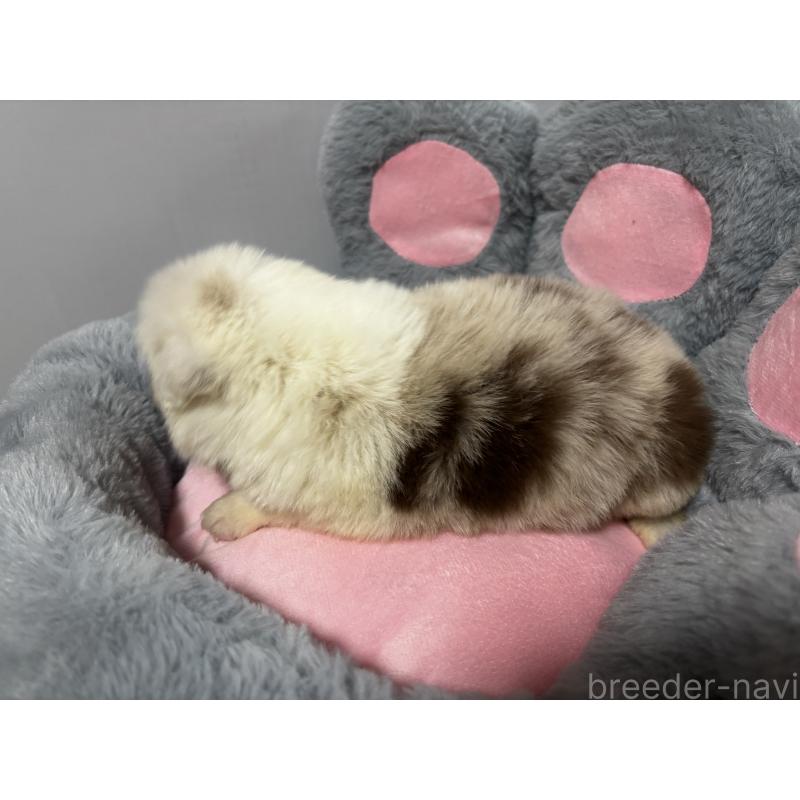 販売中の茨城県のボーダーコリー-453640の3枚目