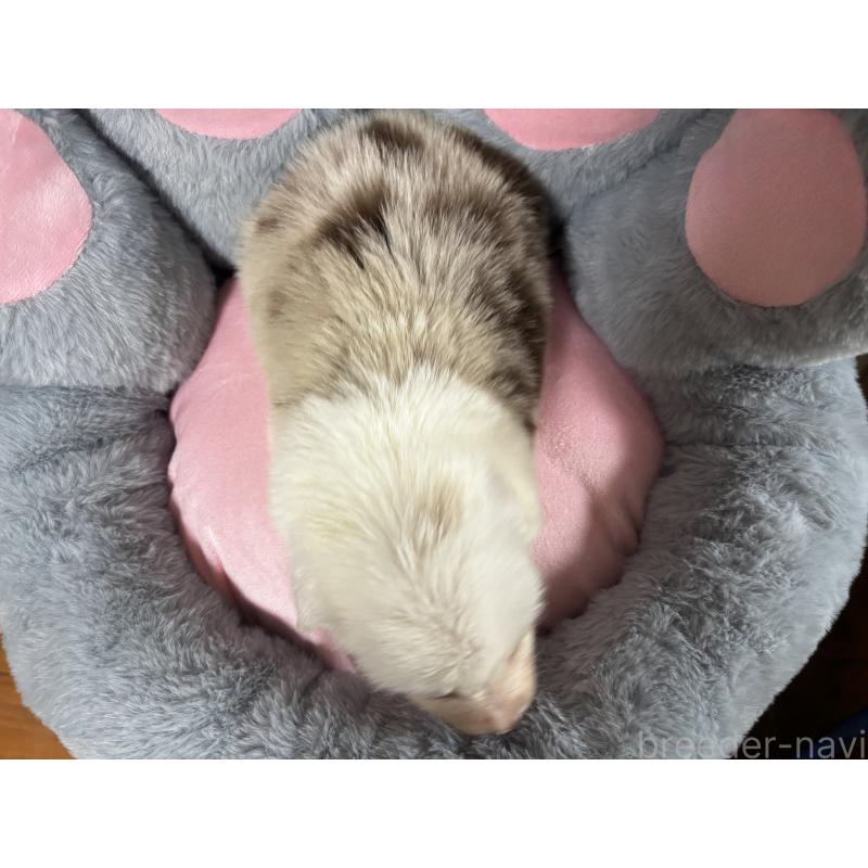 販売中の茨城県のボーダーコリー-453640の2枚目