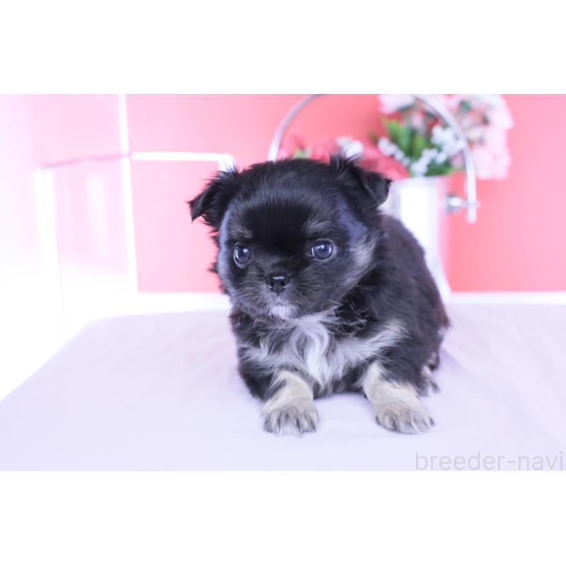 販売中の愛知県のチワワ(ロングコート)-453643の9枚目