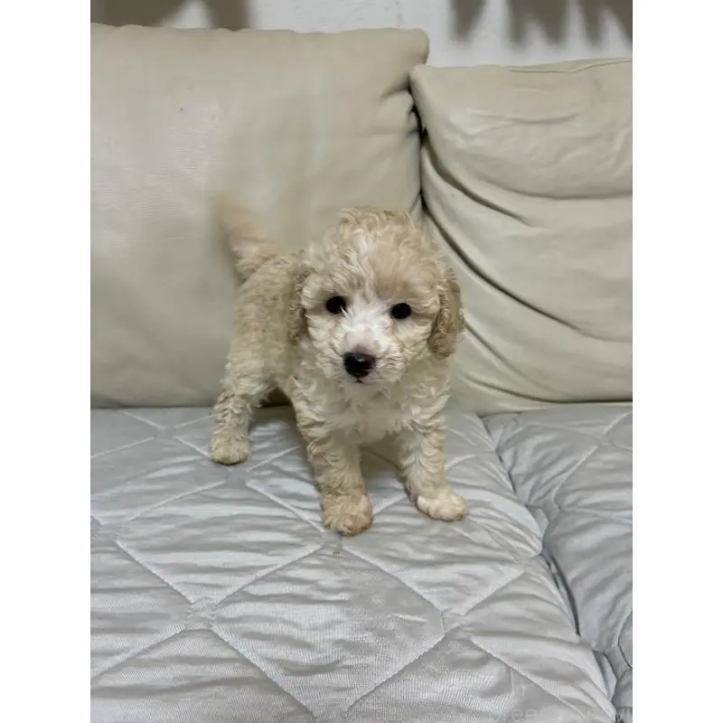 販売中の愛知県のトイプードル-453644の9枚目