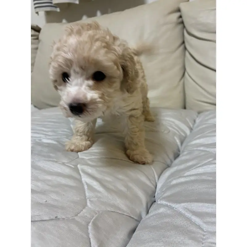 販売中の愛知県のトイプードル-453644の8枚目