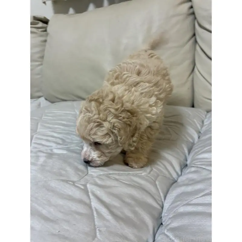 販売中の愛知県のトイプードル-453644の7枚目