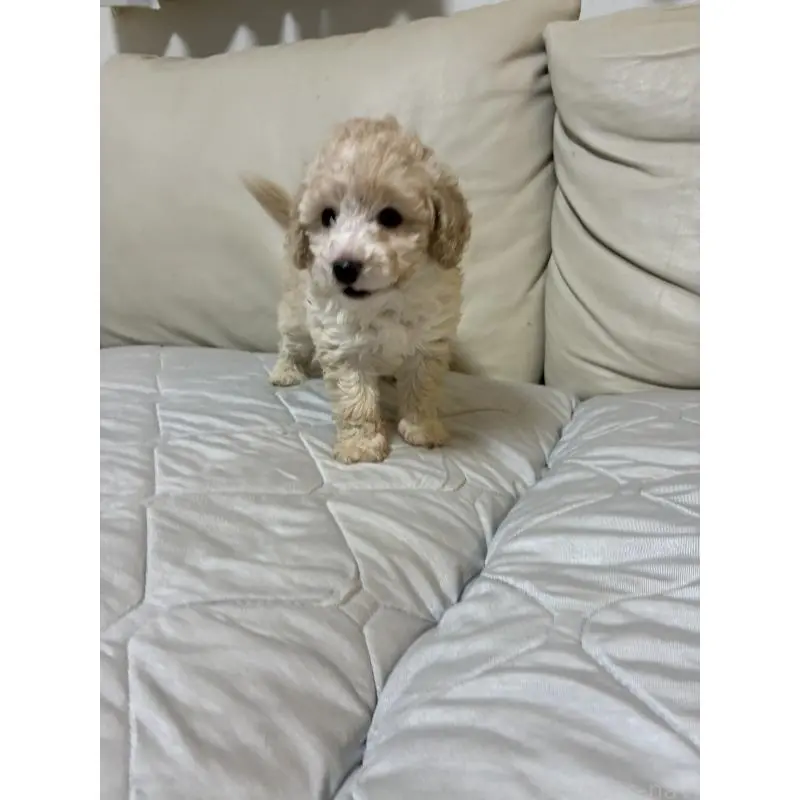 販売中の愛知県のトイプードル-453644の6枚目