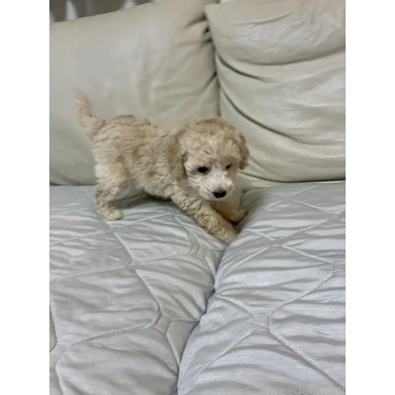 販売中の愛知県のトイプードル-453644の5枚目