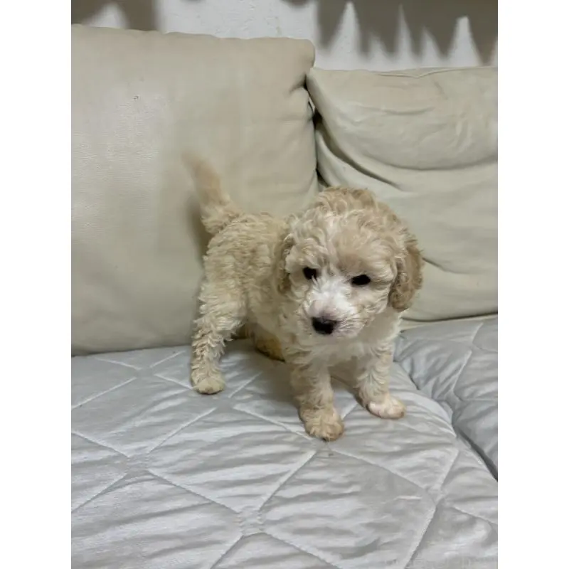 販売中の愛知県のトイプードル-453644の4枚目