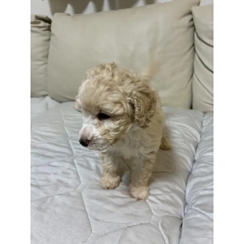 販売中の愛知県のトイプードル-453644の3枚目