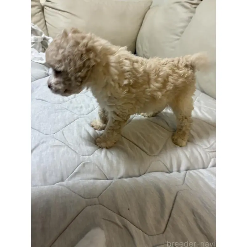 販売中の愛知県のトイプードル-453644の2枚目