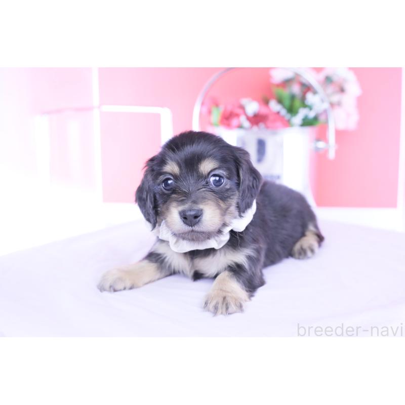 販売中の愛知県のカニンヘンダックスフンド(ロングヘアード)-453645の8枚目