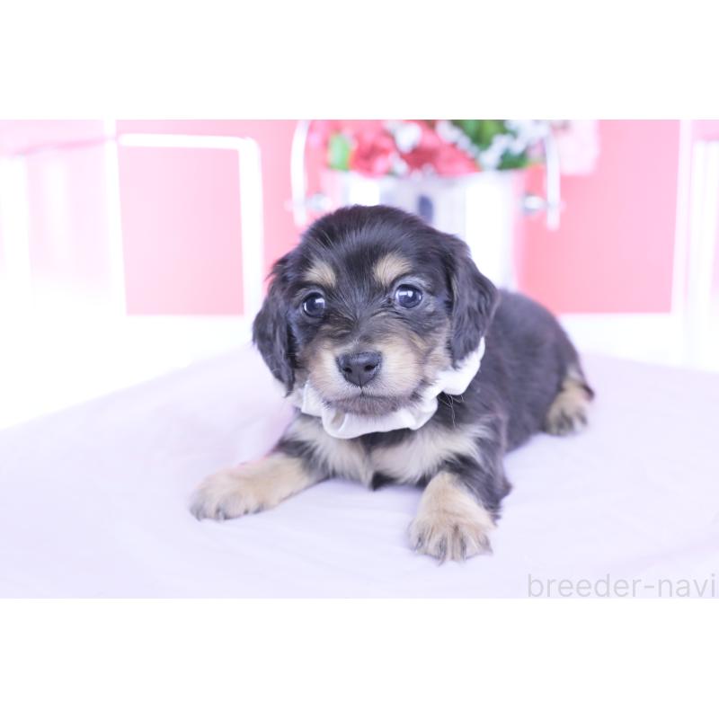 販売中の愛知県のカニンヘンダックスフンド(ロングヘアード)-453645の7枚目