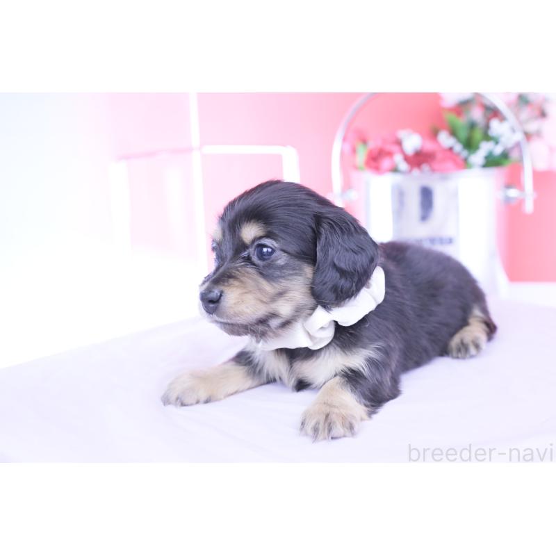 販売中の愛知県のカニンヘンダックスフンド(ロングヘアード)-453645の6枚目