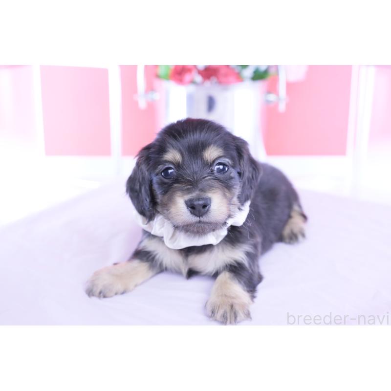 販売中の愛知県のカニンヘンダックスフンド(ロングヘアード)-453645の5枚目