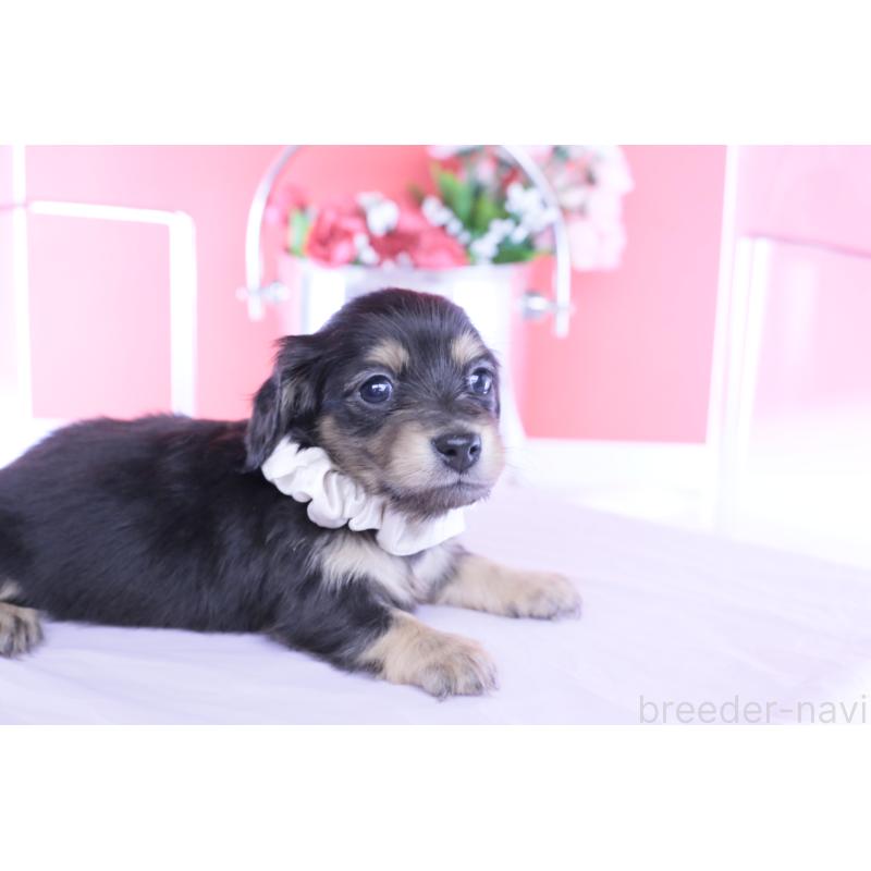 販売中の愛知県のカニンヘンダックスフンド(ロングヘアード)-453645の4枚目