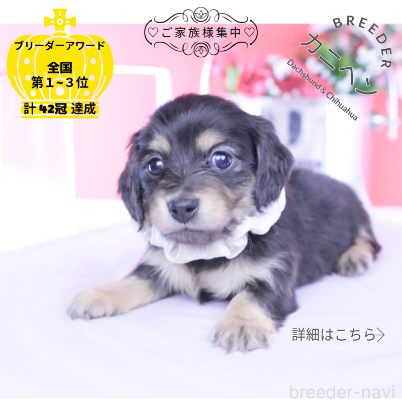 販売中の愛知県のカニンヘンダックスフンド(ロングヘアード)-453645