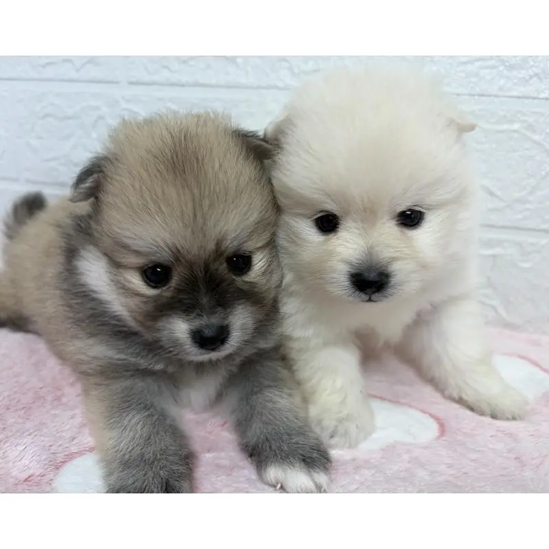 販売中の埼玉県のポメラニアン-453646の11枚目