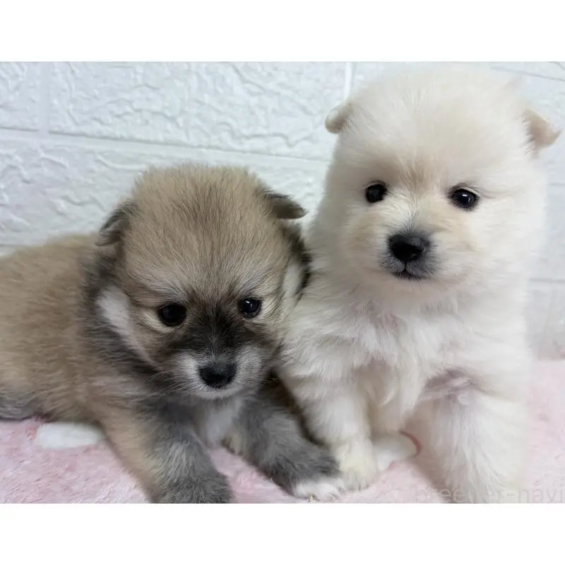 販売中の埼玉県のポメラニアン-453646の10枚目