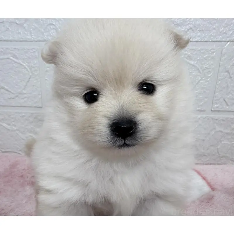 販売中の埼玉県のポメラニアン-453646の9枚目