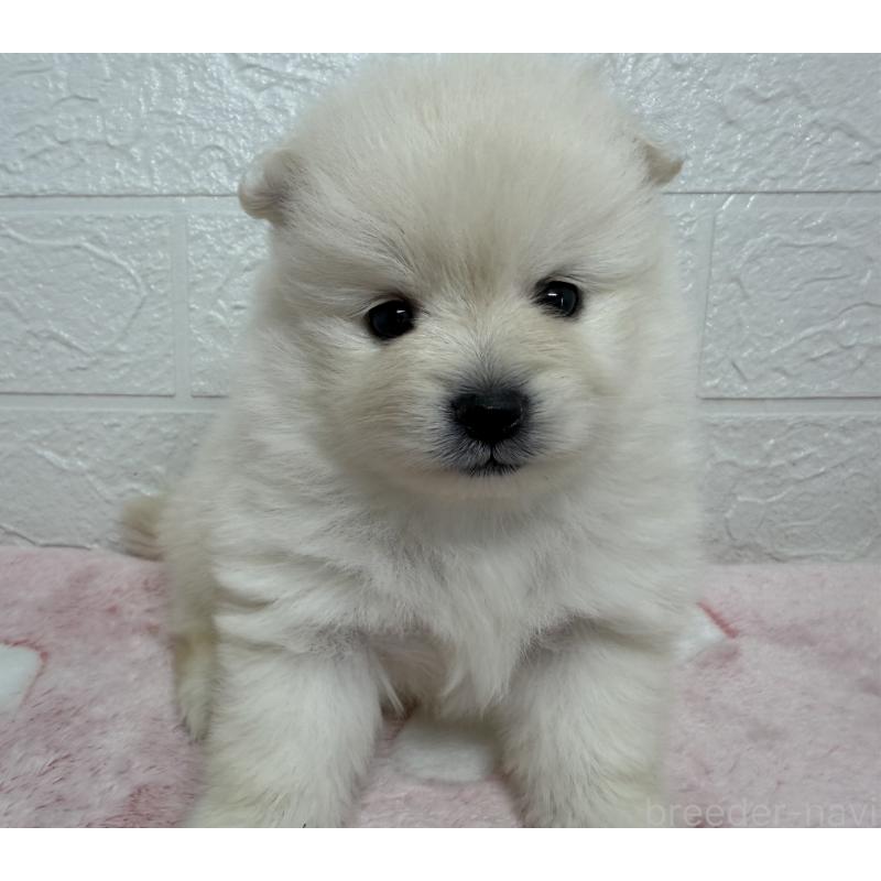 販売中の埼玉県のポメラニアン-453646の8枚目