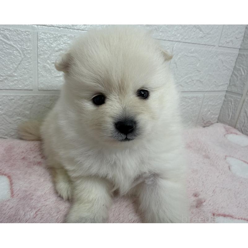 販売中の埼玉県のポメラニアン-453646の7枚目